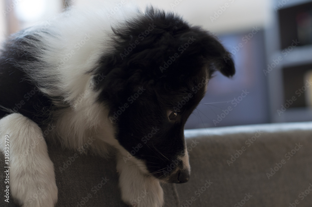 Border collie puppy on the sofà, relaxed with his toy Border collie puppy on the sofà, relaxed with his toy