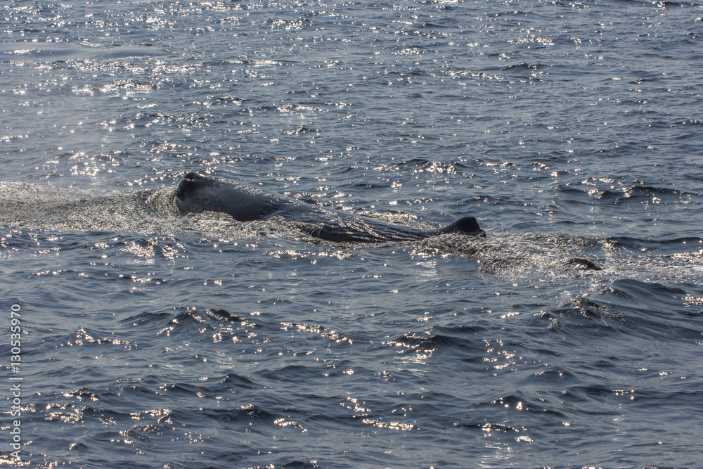 Obraz premium whale watching