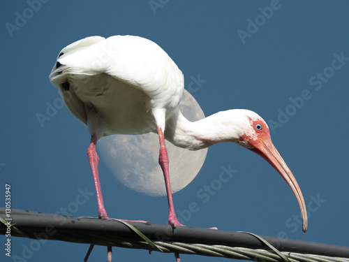 White Ibis mooned photo