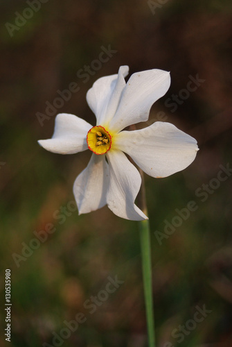 Narciso dei poeti (Narcissus poeticus) - fiore
