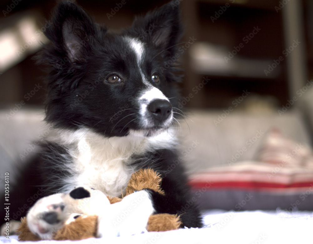 Border collie puppy on the sofà, relaxed with his toy