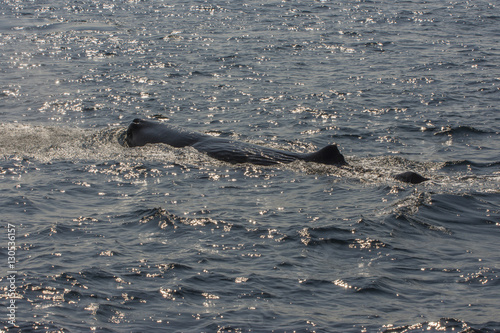 whale watching photo