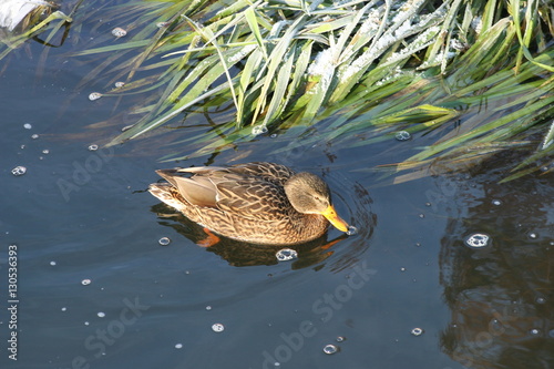 Frozen Ducs 7