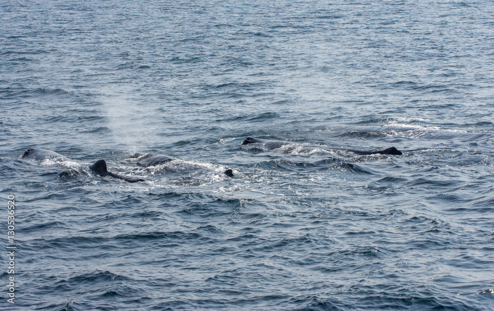 Obraz premium whale watching