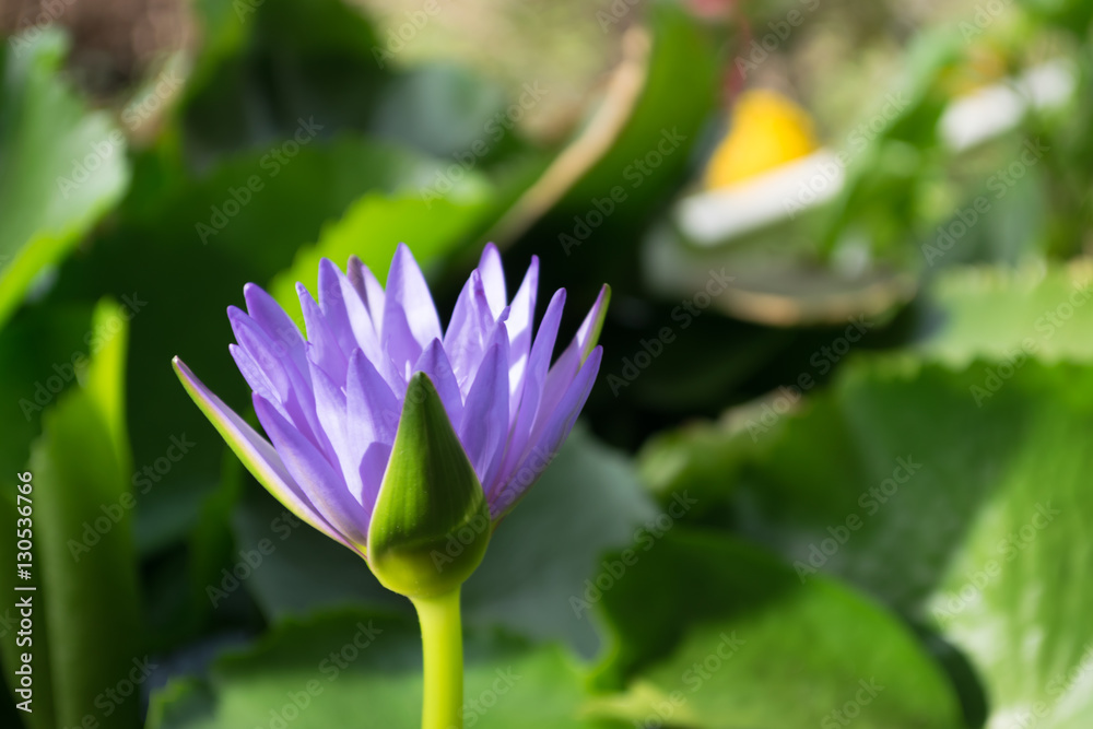 Violet lotus flower in water pond with burr backgroung, Thailand Violet lotus flower in water pond with burr backgroung, Thailand