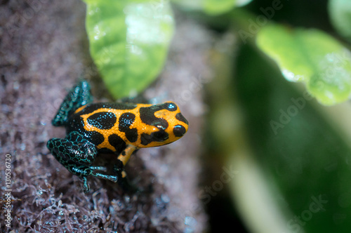 Ranitomeya imitator