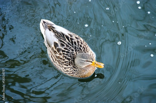 Frozen Ducs 4