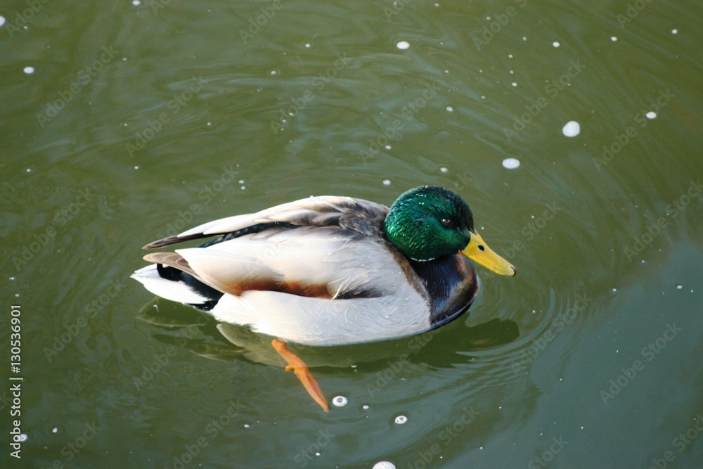 Fototapeta premium Frozen Ducs 3