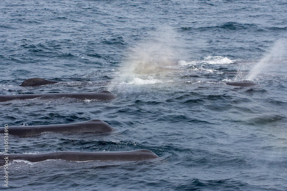 Fototapeta premium whale watching