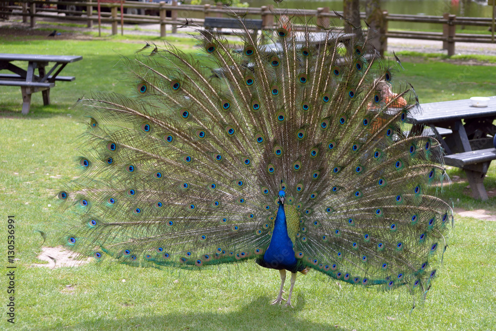 Fototapeta premium peacock in fota park county cork