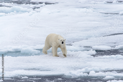 Polar bear