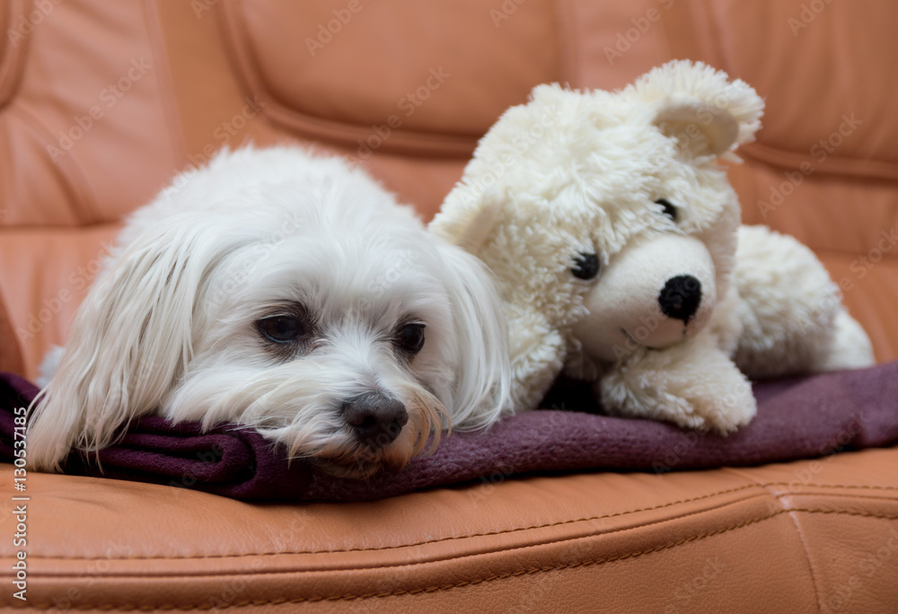 Bichon Havanese favorite soft toy Bichon Havanese favorite soft toy