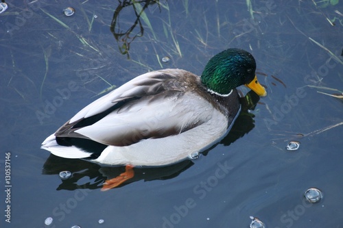 Frozen Ducs 1