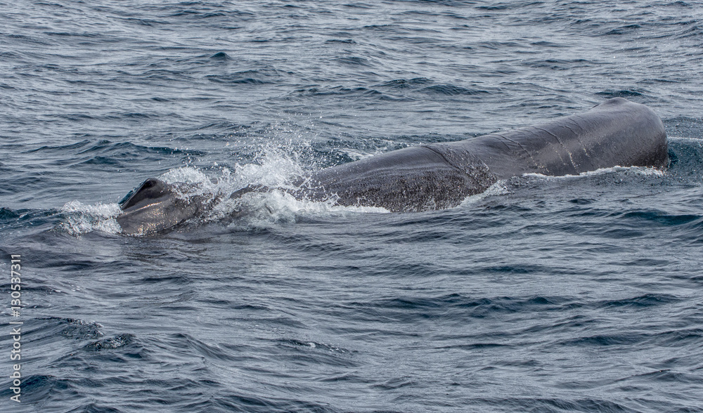 whale watching whale watching