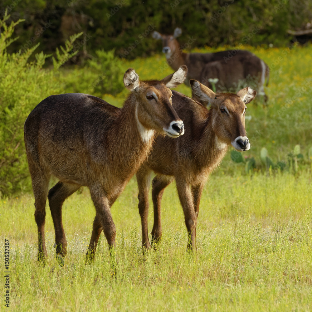 Female Waterbuck Antelope duo walking across grassland Female Waterbuck Antelope duo walking across grassland