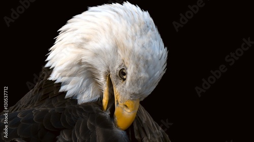 Canvastavla Bald Eagle portrait preening