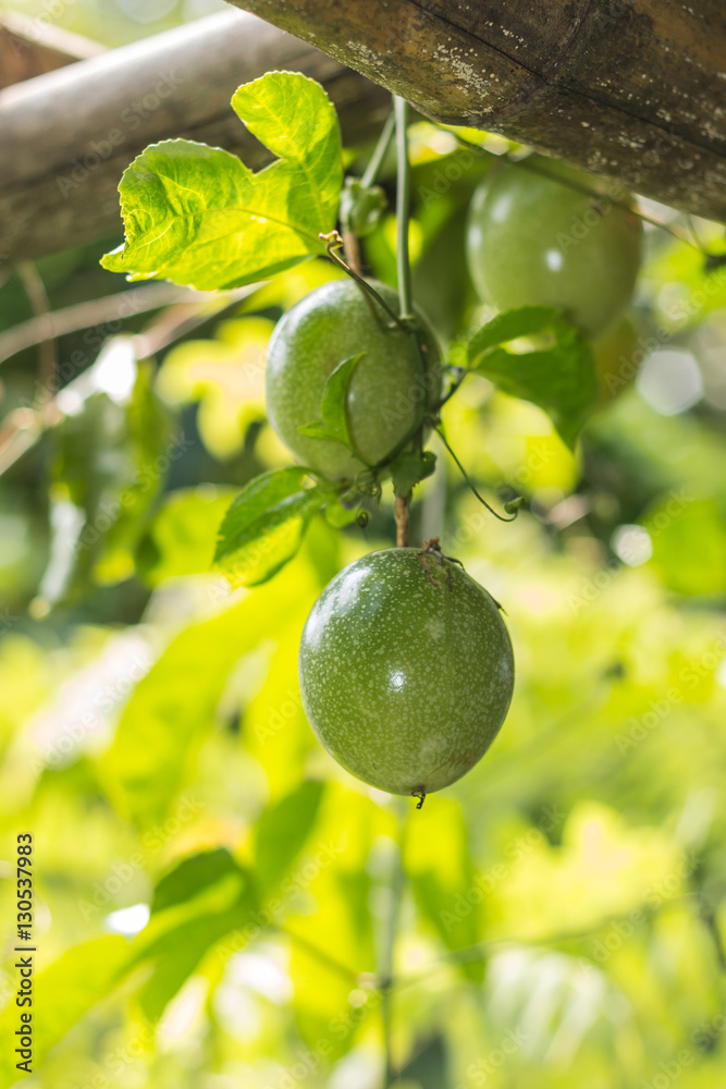 Passion fruit Passion fruit