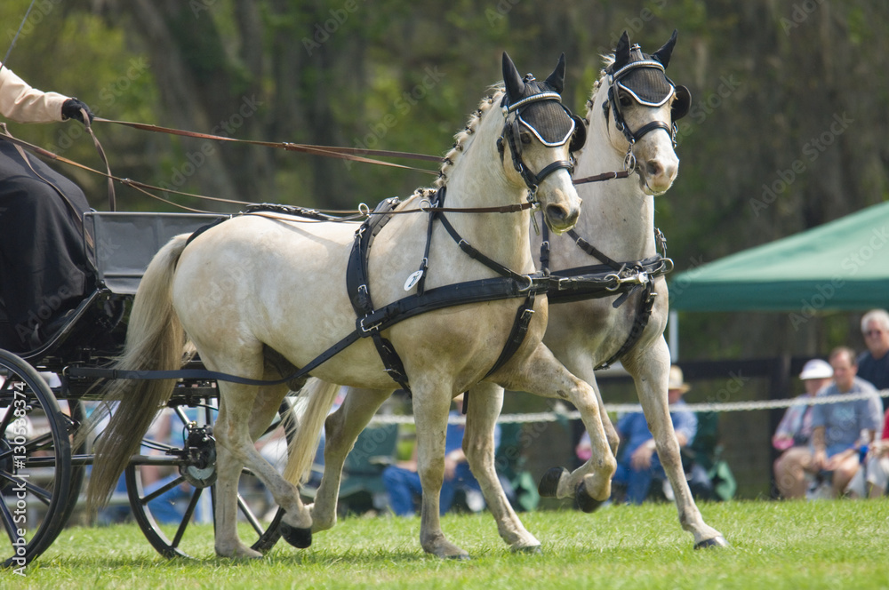 Combined driving competition, Welsh Pony team hitch Combined driving competition, Welsh Pony team hitch