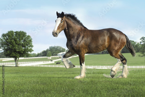 Shire Draft Horse trots across paddock with scenic view