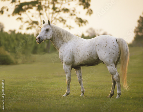 Leopard palomino colored Appaloosa stallion stands in open pasture.