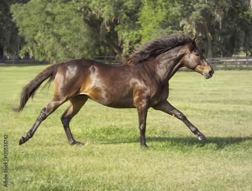 Thoroughbred stallion gallops across green grass paddock