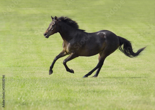Thoroughbred stallion gallops across green grass field
