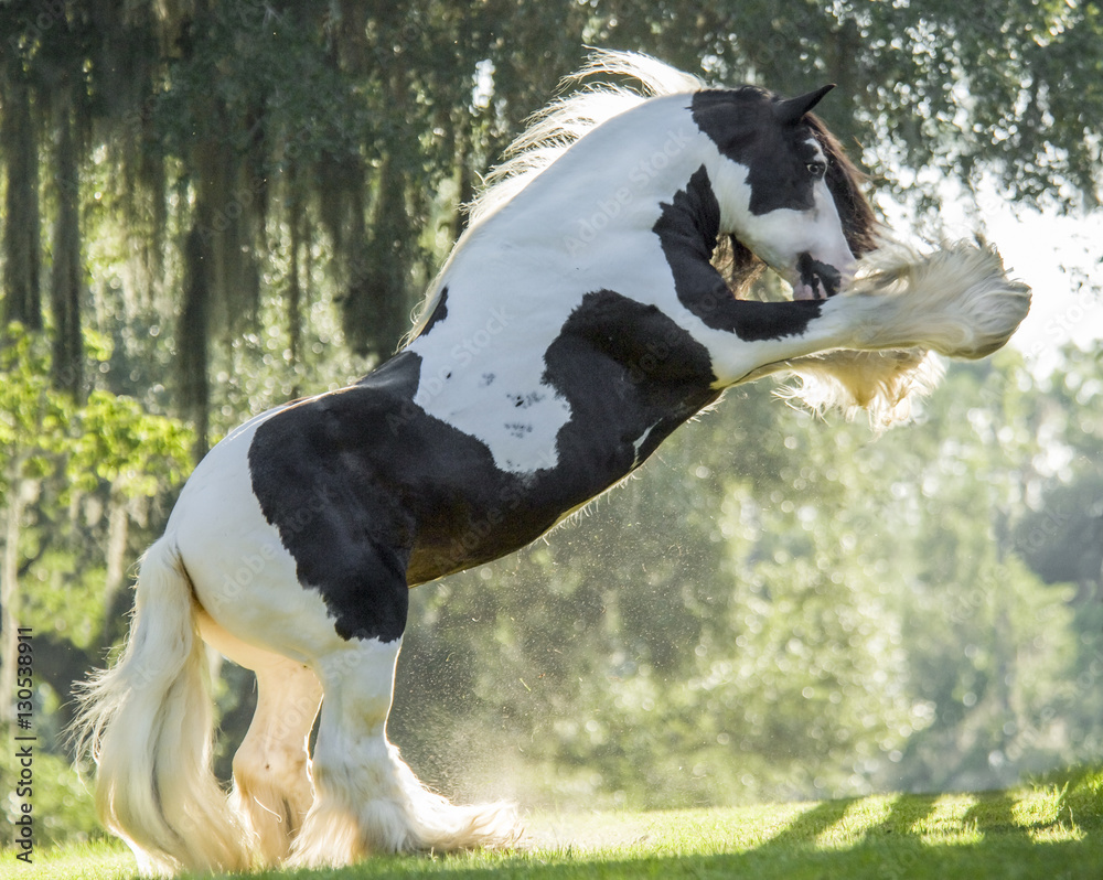 Paint Horse Rearing