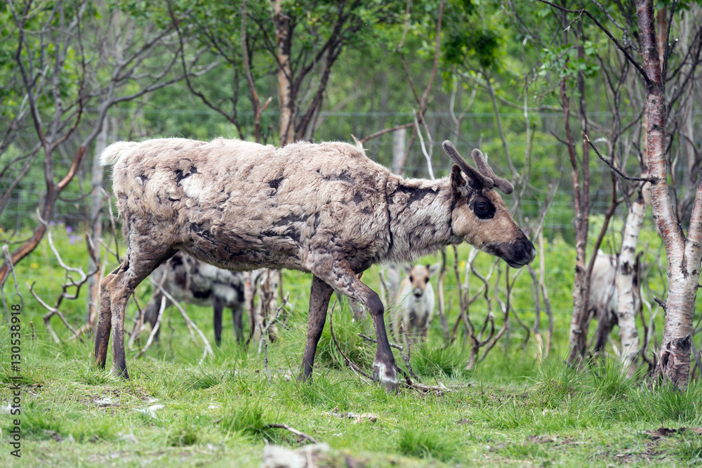 reindeer in Norway reindeer in Norway