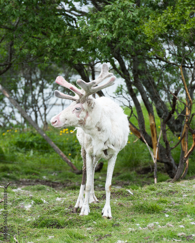Obraz premium This large reindeer is molting during the summer so his coat is very rough and mottled looking. He has a large rack of antlers in a green summer pasture. Norway.Tromso Lapland