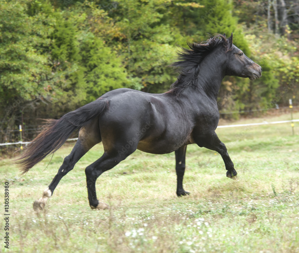 Connemara Pony stallion Connemara Pony stallion