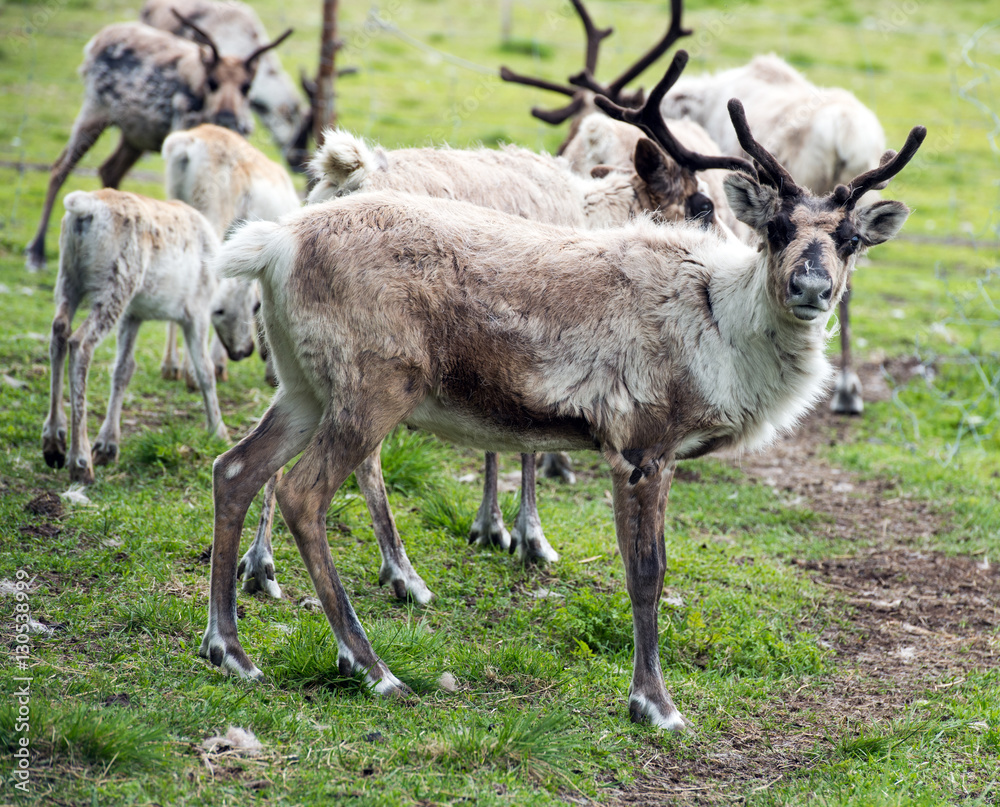 This large reindeer is molting during the summer so his coat is very rough and mottled looking. He has a large rack of antlers in a green summer pasture. Norway.Tromso Lapland This large reindeer is molting during the summer so his coat is very rough and mottled looking. He has a large rack of antlers in a green summer pasture. Norway.Tromso Lapland
