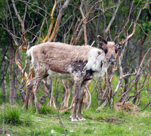 This large reindeer is molting during the summer so his coat is very rough and mottled looking. He has a large rack of antlers in a green summer pasture. Norway.Tromso Lapland