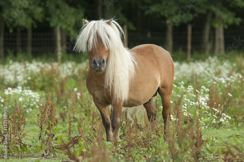 Miniature Horse stallion standing in wildflower meadow