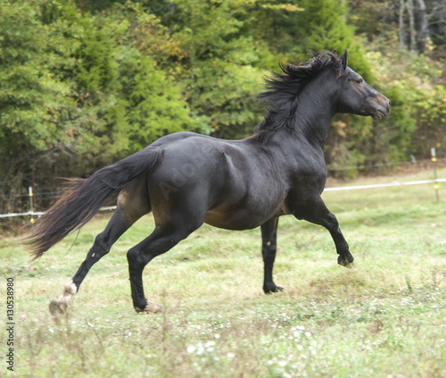 Connemara Pony stallion