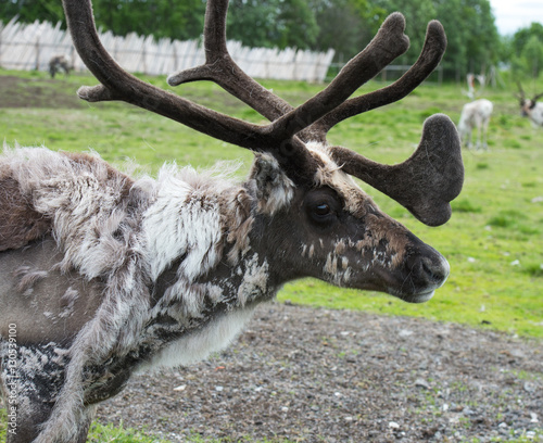 reindeer in Norway