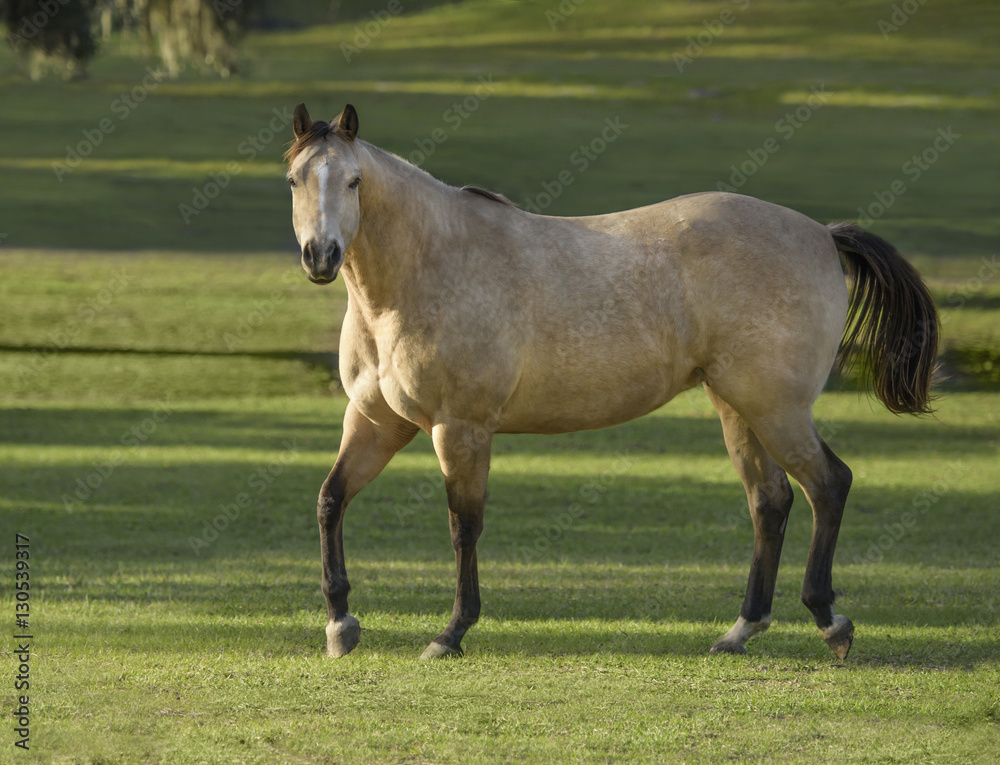 Dappled buckskin palomino Quarter horse stallion