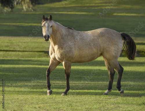 Dappled buckskin palomino Quarter horse stallion © Mark J. Barrett