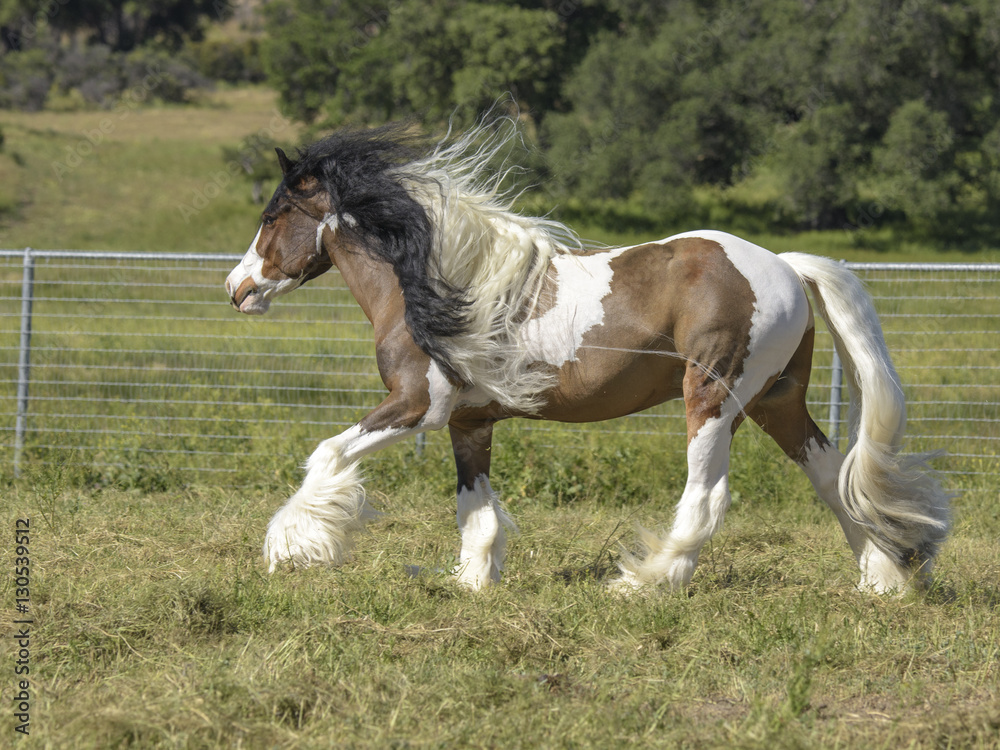 Gypsy cob horse in paddock