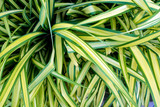 Leaves of plant as background or texture