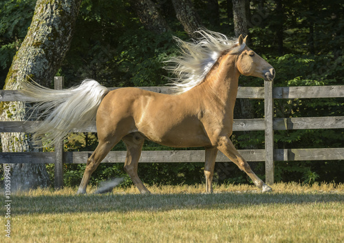 Vászonkép Palomino Tennessee Walking Horse gelding in action