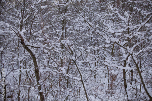 winter forest background