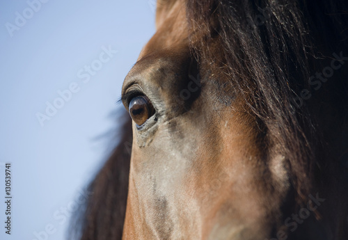 Detail of Quarter Horse stallion from head on