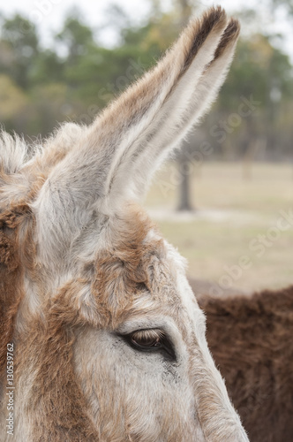 Eye and very long ears of a Mammoth donkey © Mark J. Barrett