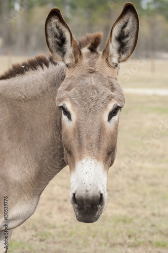 Mammoth donkey head © Mark J. Barrett
