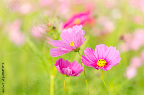 A selected focus of light pink color cosmos