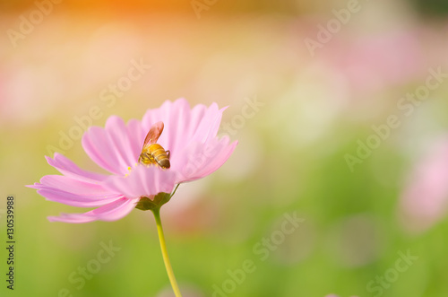 A close up of little bee swarms a pink cosmos pollen