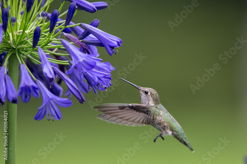 Hummingbird photo