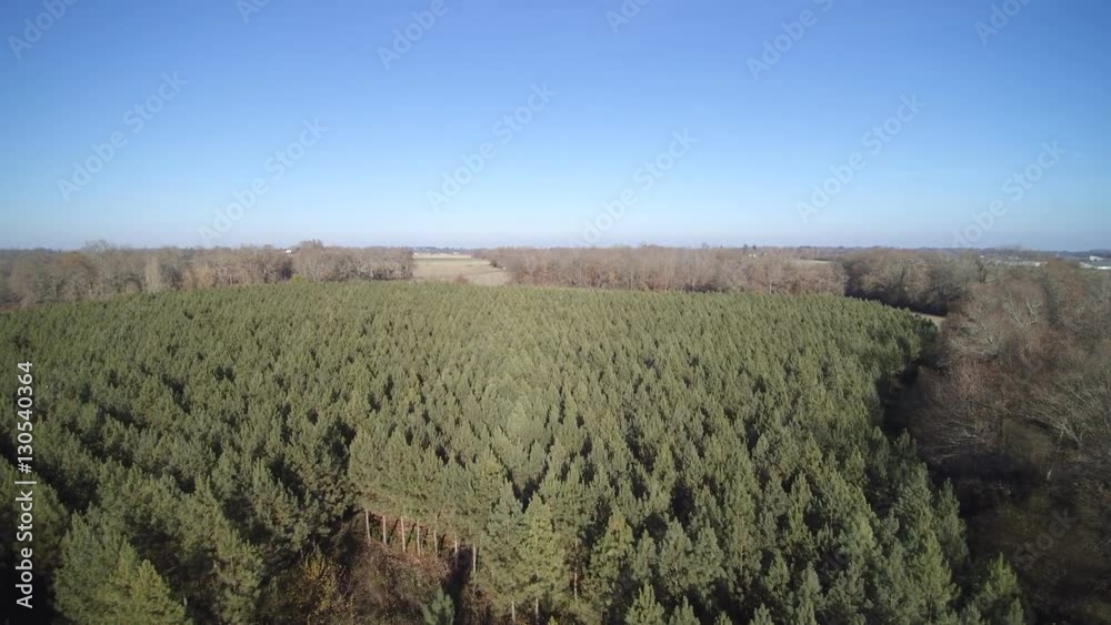 Survol de plantations de pins dans les Landes