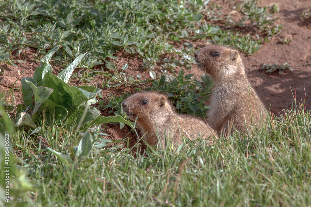 Fototapeta premium beautiful marmots on the green meadow