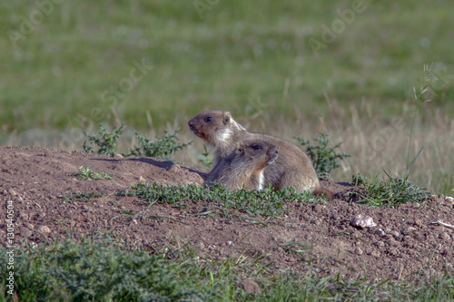 beautiful marmots on the green meadow